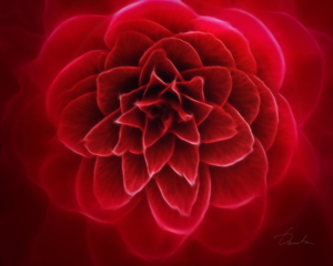 The overwhelming redness of her petals, the hypnotic power of seduction