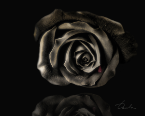 In the darkest corner of the room, a magnificent rose is looking for its old reflection. Not recognizing its own blackness...The old black rose cries red tears of the lost color.